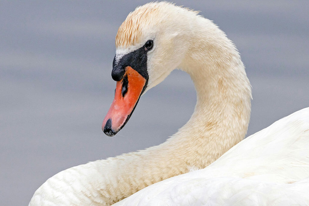 Mute swan in California