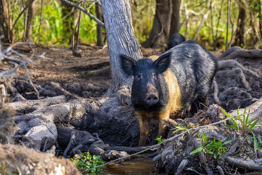 De Soto expedition landing at Tampa Bay, Florida, 1539
