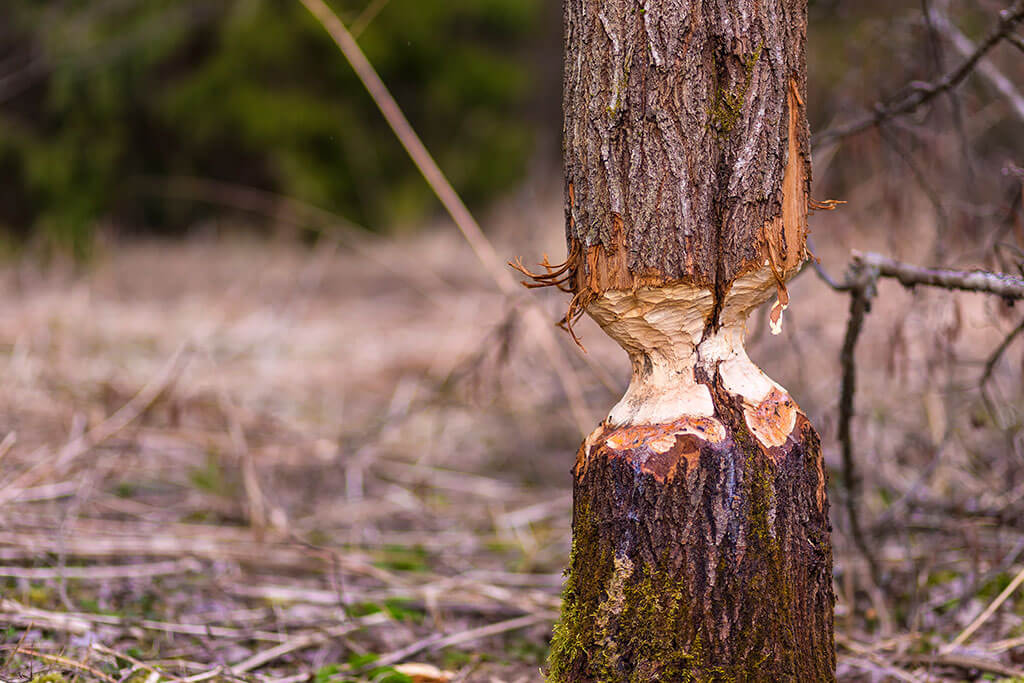 Beaver damage to tree