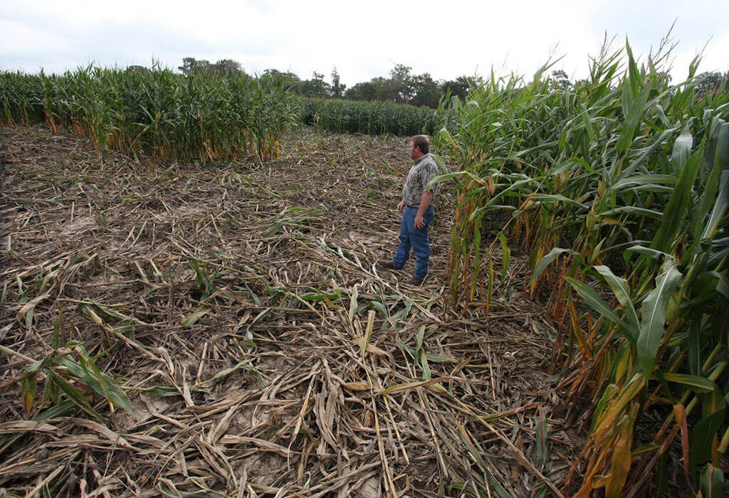 Wild pig damage to corn field