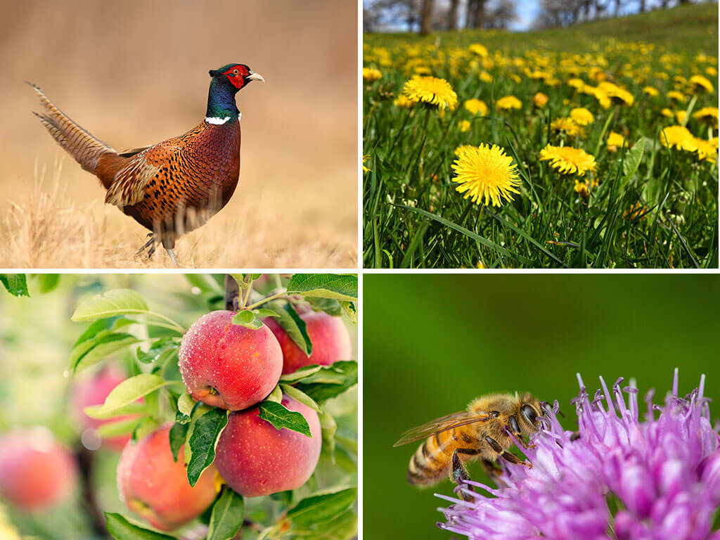 Examples of nonnative species