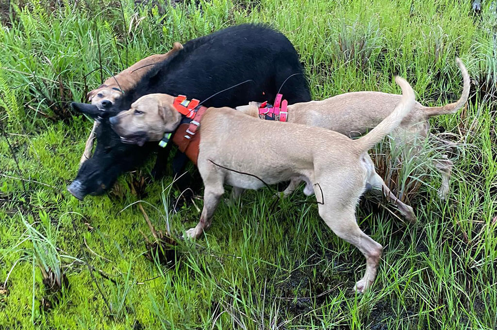 Hunting wild pigs with dogs