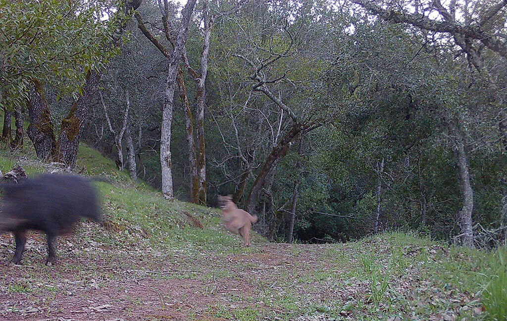 Mountain lion in California chasing a wild pig