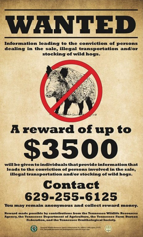 Wild pig "hogtied" by hunters