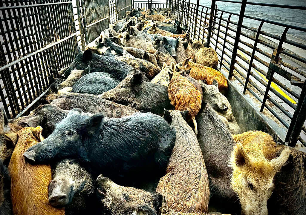 Feral Swine Holding Facility (Texas)