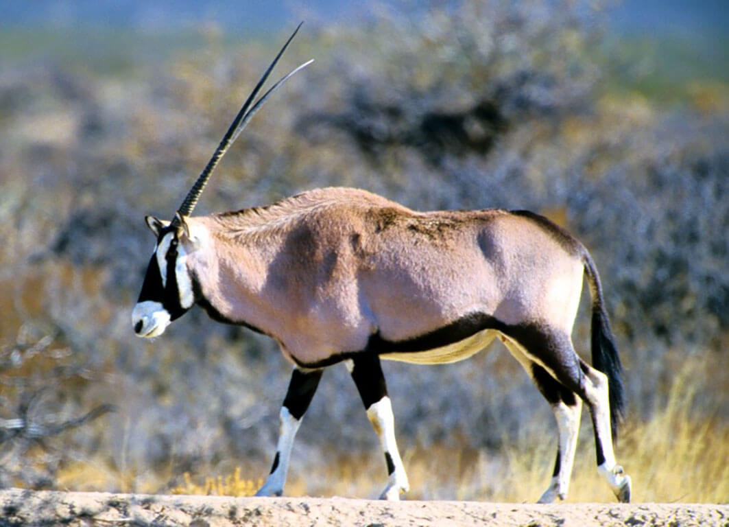 Oryx