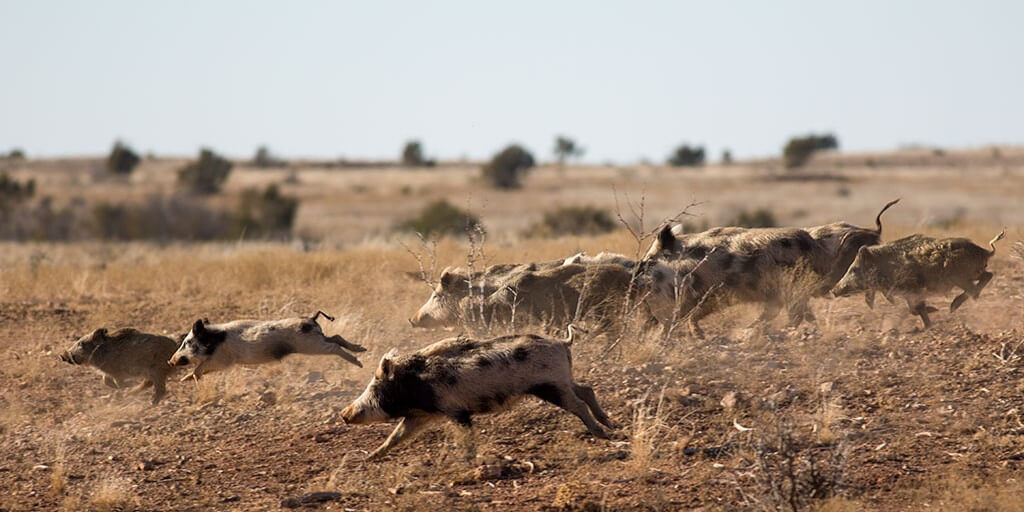 Group of wild pigs running