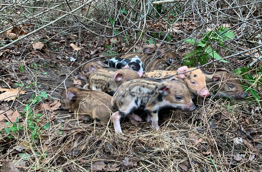 A nest full of piglets!