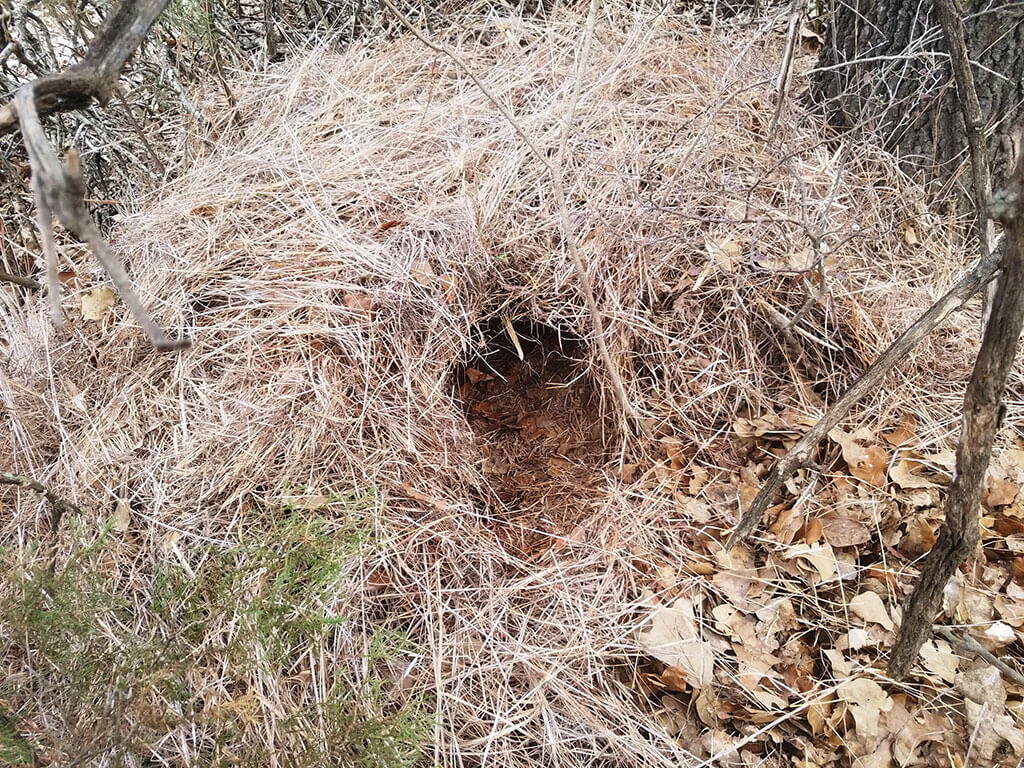 wild pig nest