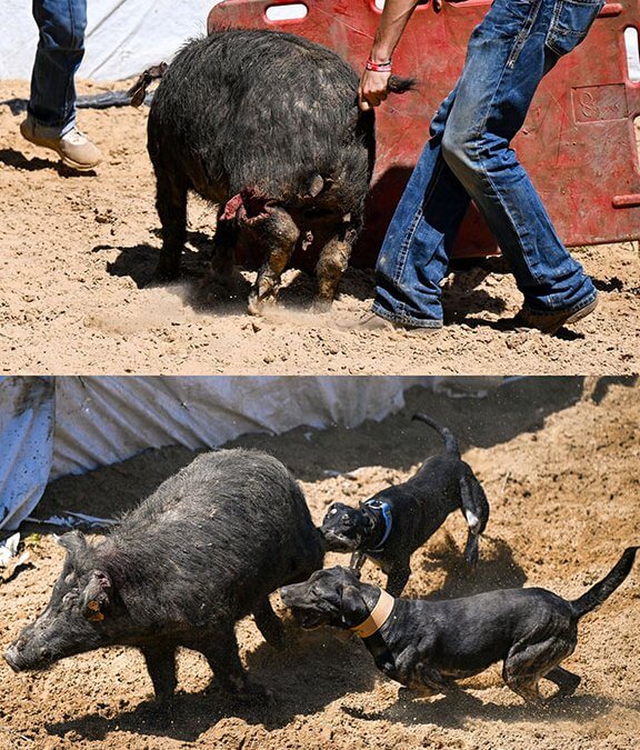 The truth about hog-baying events