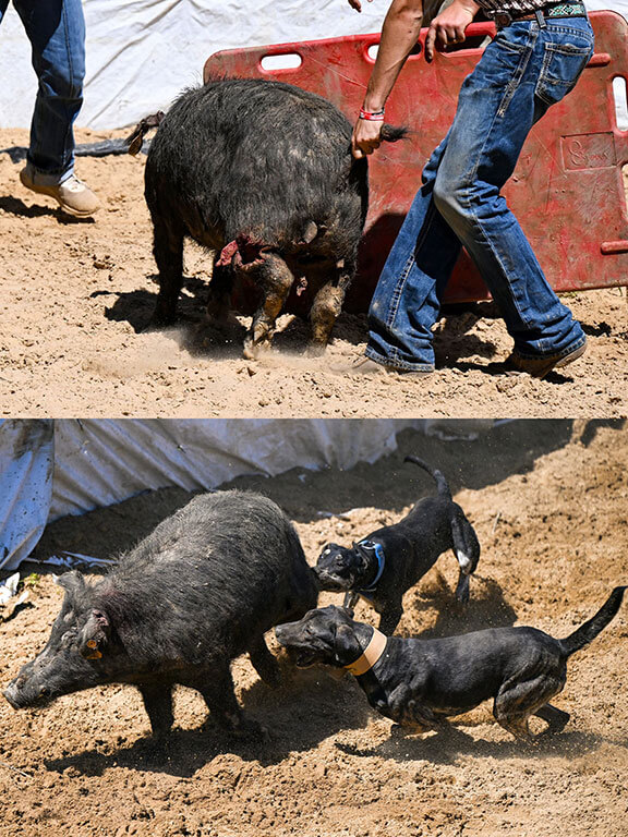 Uncle Earl's Hog Dog Trials (Winnfield, Louisiana)