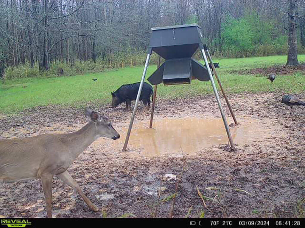 Pigs, deer and turkey congregate at a feeder