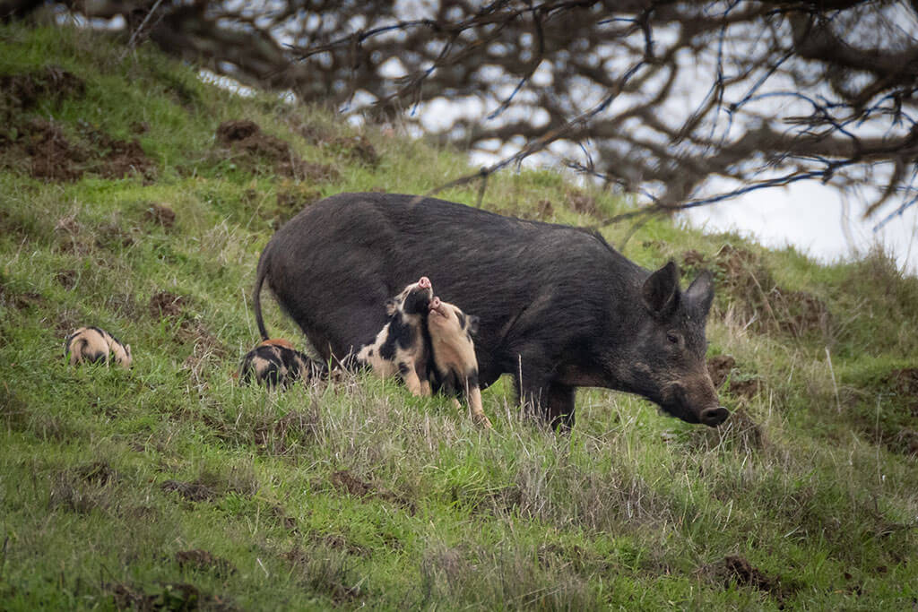 Family of pigs in California