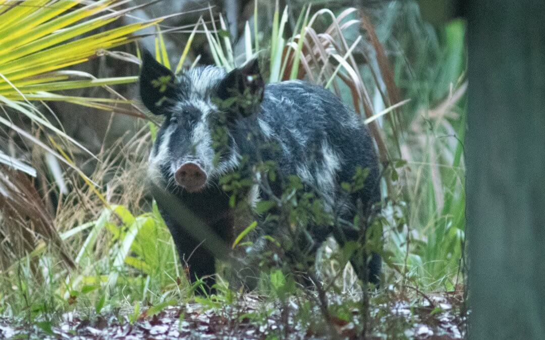 Rooting for Pigs applauds governor’s veto of bounty program