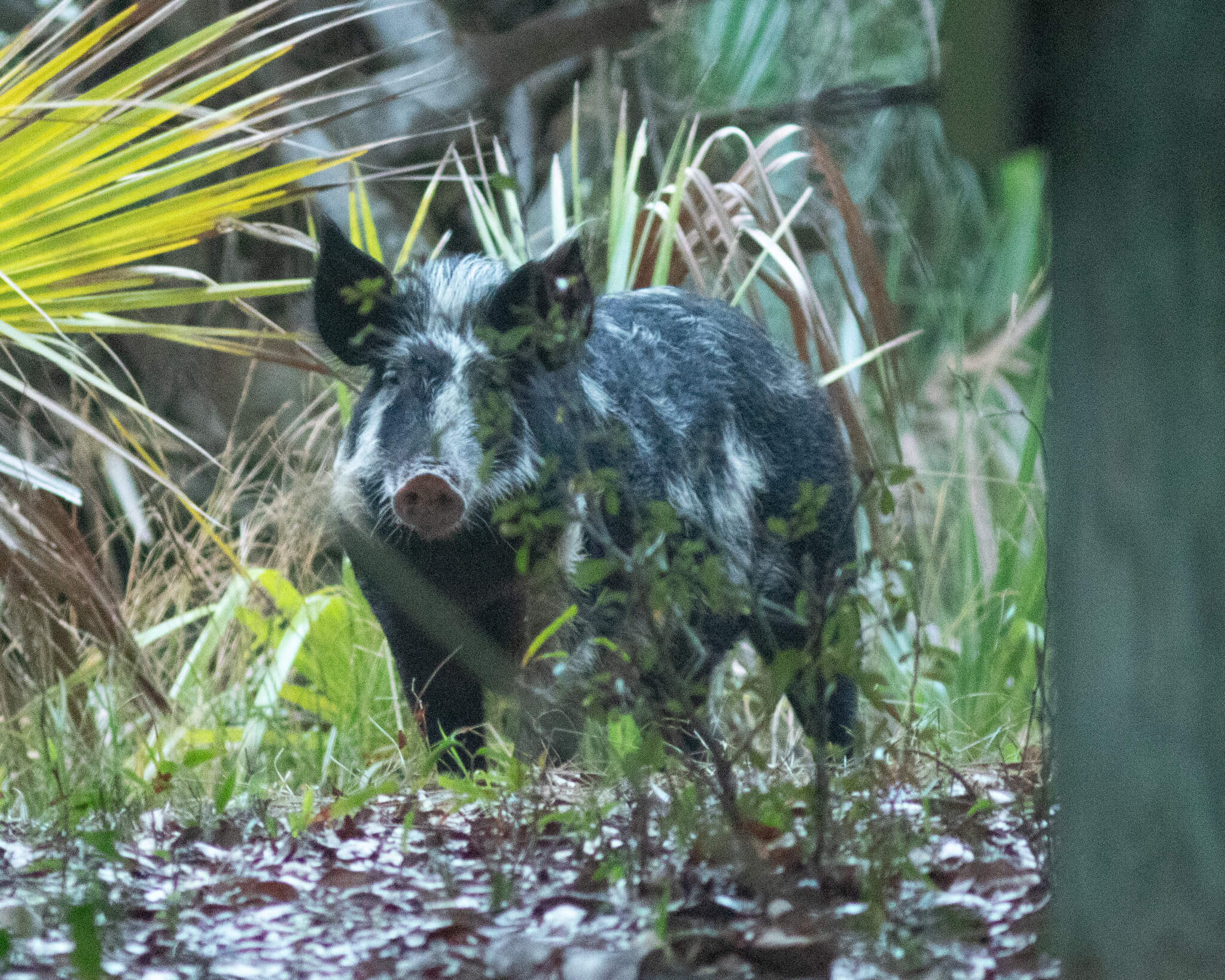 Wild pig in Georgia