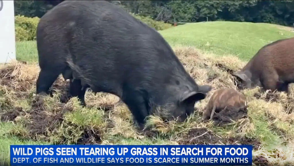 How Can I Stop Wild Pigs Tearing Up My Lawn? (Coexistence With Your Wild Pig Neighbors)