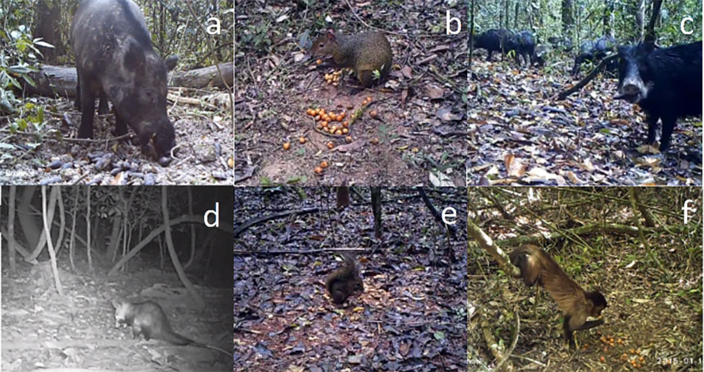 Wild pigs seed dispersers
