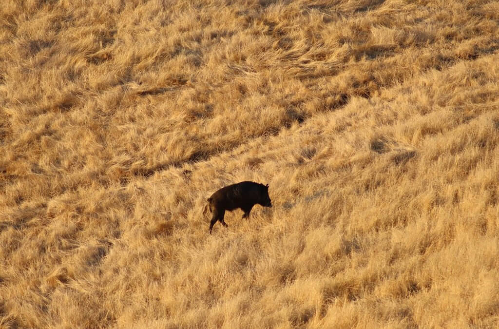 The pig left behind