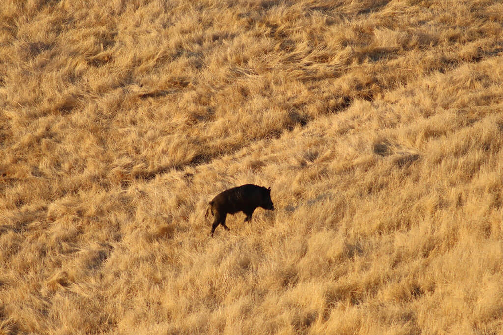 The pig left behind The pig left behind