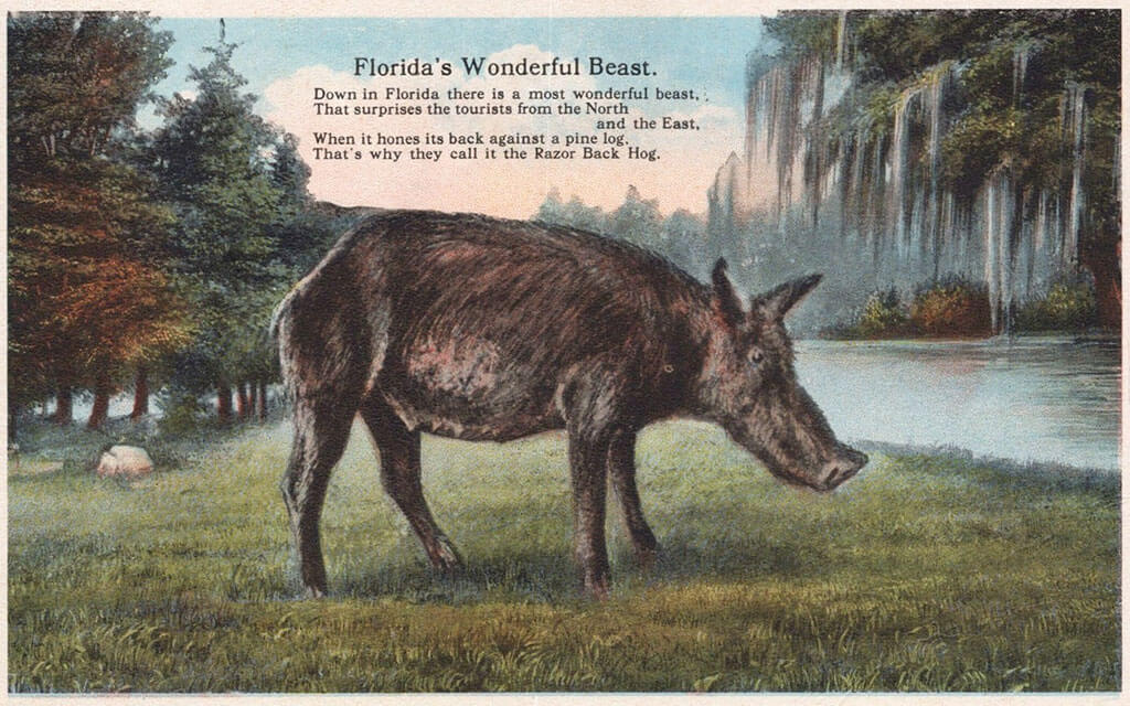vintage postcard